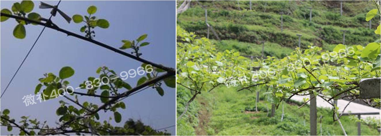 獼猴桃萌芽期如何施肥，才能促進(jìn)萌芽齊、萌芽壯？