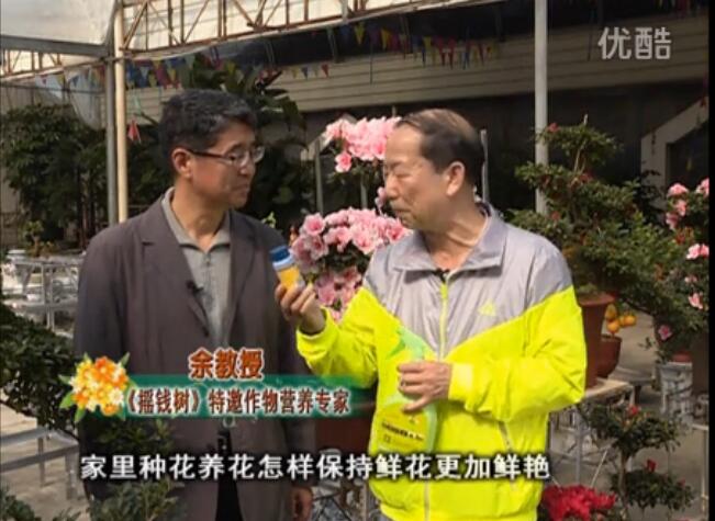 20160118珠江臺(tái)搖錢樹：家庭花卉用綠夫人600度鮮花營養(yǎng)液，花開鮮艷、花期長