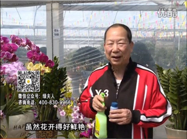 20160314珠江臺(tái)搖錢樹：家種鮮花、鮮切花，用綠夫人600度鮮花液?；ㄆG、花期長(zhǎng)