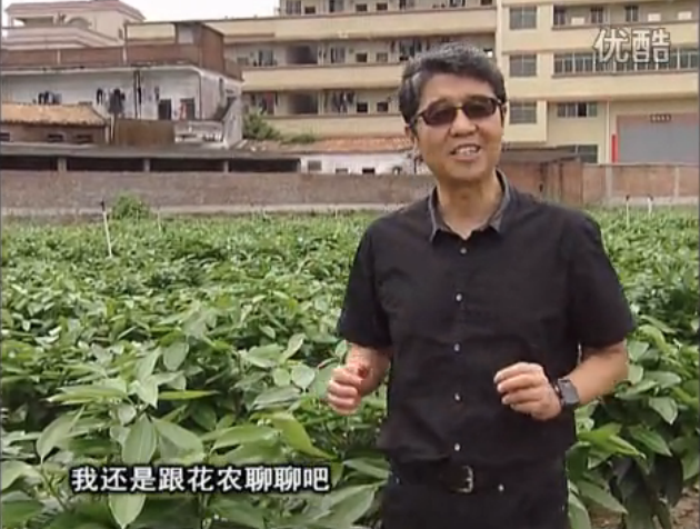 20160606珠江臺(tái)搖錢樹：觀葉植物用微補(bǔ)方案，壯根提長(zhǎng)、保葉抗病好！