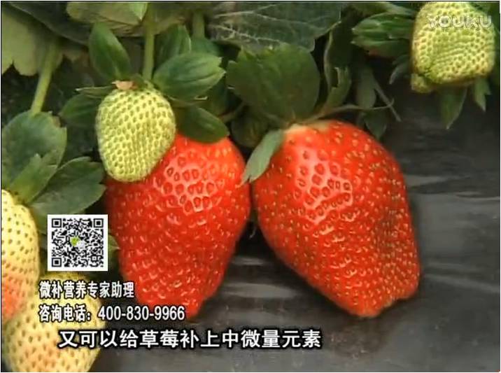 20170123珠江臺搖錢樹：草莓用微補方案，促根苗壯、開花坐果好