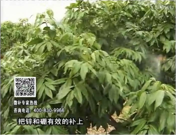 20170213珠江臺搖錢樹：荔枝噴施微補花力+硼力，補充鋅硼健壯來花